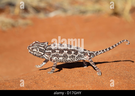 Désert Namaqua Caméléon en Namibie Banque D'Images