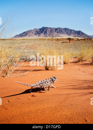 Caméléon du désert dans son environnement en Namibie Banque D'Images