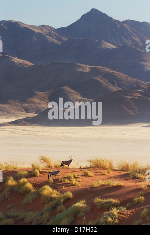 Oryx sur dunes dans le Namib-Rand Parc National de Namibie Banque D'Images
