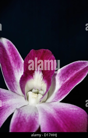 La Thaïlande, Koh Samui, fleurs d'orchidées (Orchis sp.) Banque D'Images