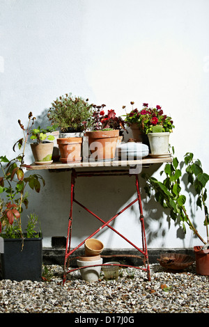 Plantes en pot sur la table en bois à l'extérieur Banque D'Images