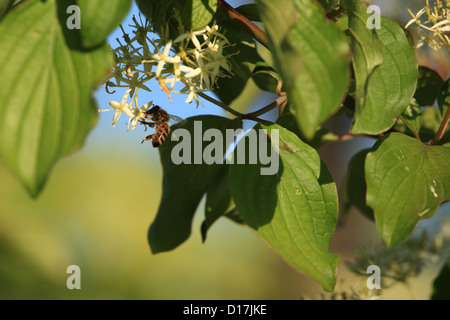 'Abeille à miel (Apis mellifera) la collecte de nectar sur les cornouillers (Swida sanguinea), emplacement Petites Karpates, la Slovaquie. Banque D'Images