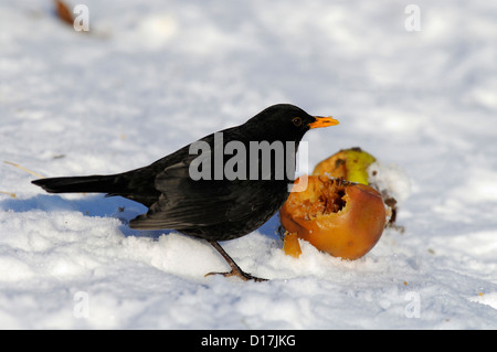 Amsel, Maennchen (Turdus merula) Blackbird, homme • Bade-Wurtemberg, Allemagne Banque D'Images