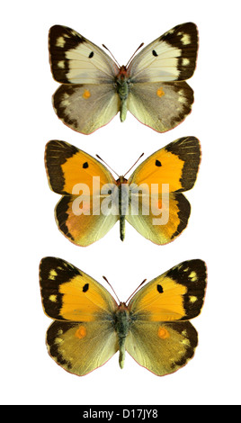 Papillons jaune assombrie, Colias croceus, Nymphalidae, lépidoptères. (Milieu), de sexe masculin (en bas), femelle (en haut), femelle, variation pâle. Banque D'Images