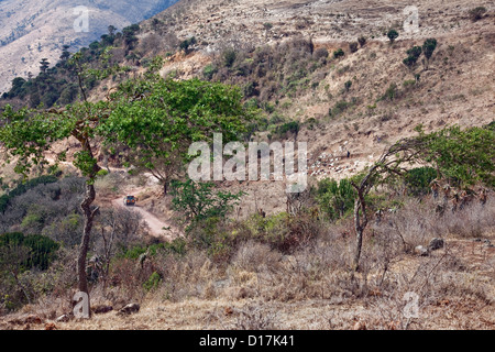 Herder en Afrique;Maasai Tanzanie;Ngorongoro Crater;Safari Wildlife Park pour le tourisme et les visiteurs sur Safari Banque D'Images