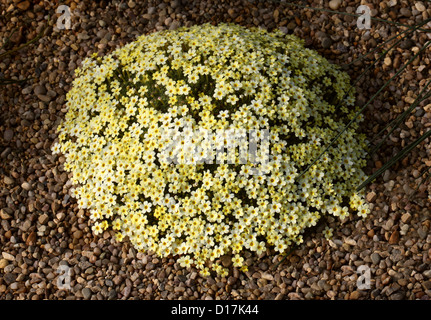 Dionysia curviflora x tapetodes, Primulaceae. Caucase, l'Iran. Banque D'Images