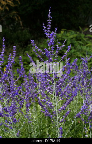 Perovskia atriplicifolia, sauge russe, Lamiaceae (Labiatae). La Russie. Banque D'Images