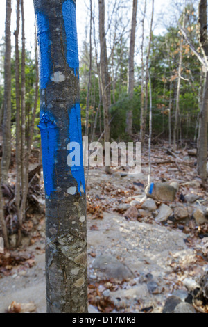 Le long de la Pionnière Maggie's Run Trail dans les Montagnes Blanches du New Hampshire, USA Banque D'Images