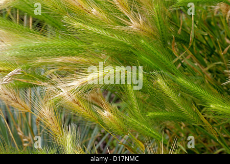 L'orge des prés ou le mur de l'orge, Hordeum murinum subsp. leporinum, syn. Hordeum secalinum, Poaceae. L'Europe. Banque D'Images