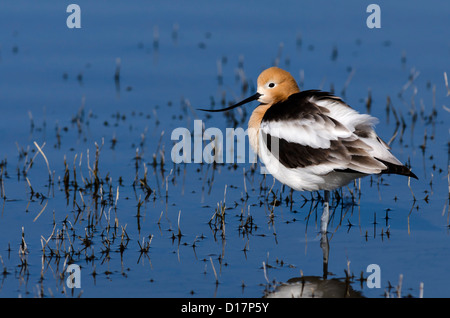 L'Avocette d'dans Malheur National Wildlife Refuge, Oregon, USA Banque D'Images