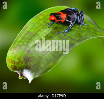 Grenouille amazonienne du Pérou petit poison dart frog avec tête rouge vif Ranitomeya benedicta Banque D'Images