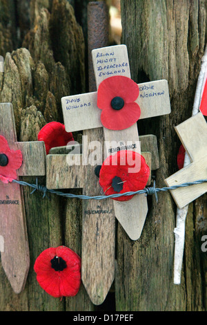 Shell Original-arbre dynamité et WW1 traverse de coquelicots au Bois du Sanctuaire Museum Hill 62 à Zillebeke, Flandre occidentale, Belgique Banque D'Images