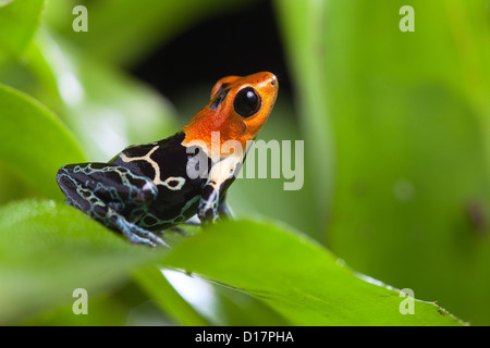 Pérou grenouille rainforest poison dart frog ranitomeya fantastica Amazon tropical rain forest animal avec des couleurs rouge vif Banque D'Images