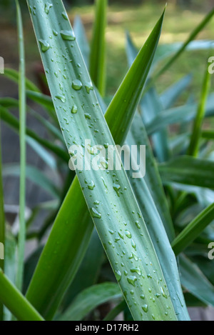 L'Italie, Campagne, gouttes de rosée sur un plant de maïs Dracaena Fragrans (feuille) Banque D'Images