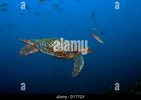 Une tortue de mer verte nage dans l'océan au large de la côte de l'île Cocos. Banque D'Images