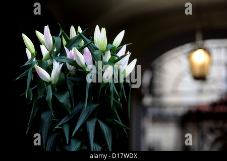 Bouquet de lys blancs dans le passage de la maison de style Baroque, de la vieille ville de Prague, République Tchèque, Europe Banque D'Images