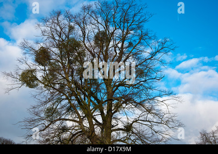 Le gui (Viscum album) croissant sur un grand arbre Hiver Décembre Banque D'Images