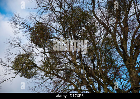 Le gui (Viscum album) croissant sur un grand arbre Hiver Décembre Banque D'Images