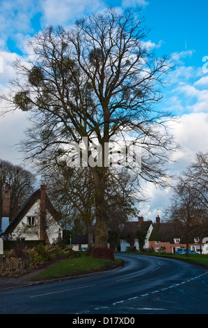 Le gui (Viscum album) croissant sur un grand arbre Hiver Décembre Banque D'Images