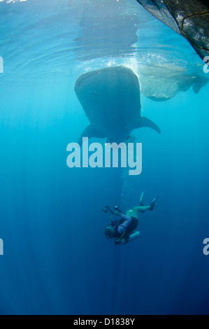 Diver emprunte un whaleshark, Rhincodon typus, autour d'un bateau de pêche traditionnel ou bagan, Cendrawasih Bay, Papouasie, Indonésie Banque D'Images