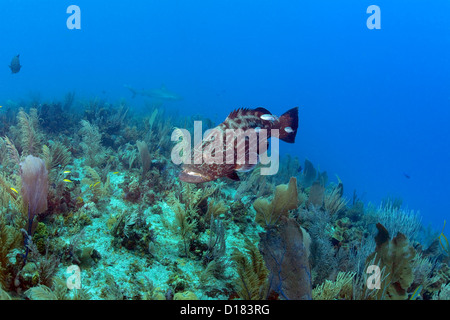 Un groupeur nage sur un récif de corail. Banque D'Images