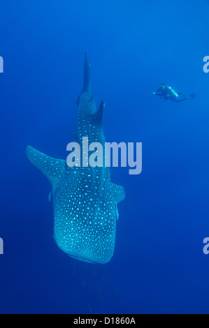 Diver emprunte un whaleshark, Rhincodon typus, autour d'un bateau de pêche traditionnel ou bagan, Cendrawasih Bay, Papouasie, Indonésie Banque D'Images