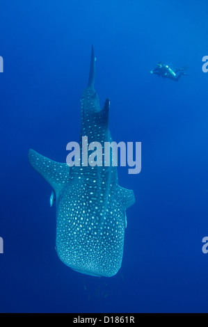 Diver emprunte un whaleshark, Rhincodon typus, autour d'un bateau de pêche traditionnel ou bagan, Cendrawasih Bay, Papouasie, Indonésie Banque D'Images