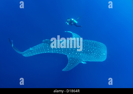 Diver emprunte un whaleshark, Rhincodon typus, autour d'un bateau de pêche traditionnel ou bagan, Cendrawasih Bay, Papouasie, Indonésie Banque D'Images