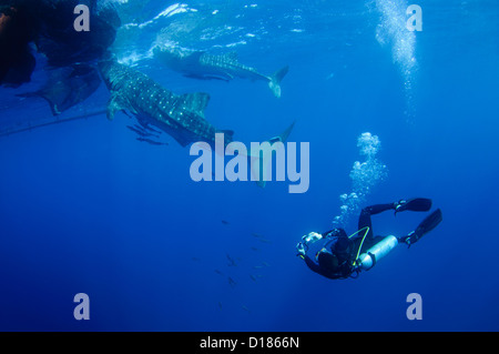 Diver emprunte un whaleshark, Rhincodon typus, autour d'un bateau de pêche traditionnel ou bagan, Cendrawasih Bay, Papouasie, Indonésie Banque D'Images