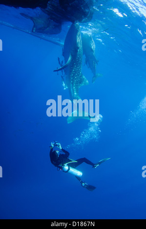 Diver emprunte un whaleshark, Rhincodon typus, autour d'un bateau de pêche traditionnel ou bagan, Cendrawasih Bay, Papouasie, Indonésie Banque D'Images