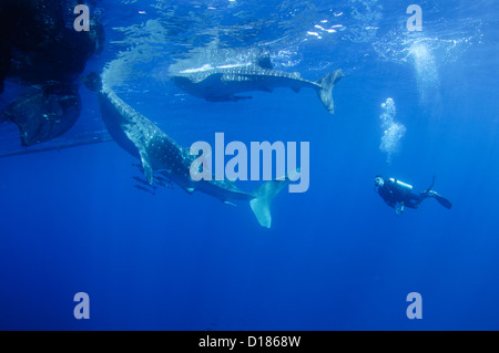 Diver emprunte un whaleshark, Rhincodon typus, autour d'un bateau de pêche traditionnel ou bagan, Cendrawasih Bay, Papouasie, Indonésie Banque D'Images