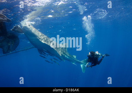 Diver emprunte un whaleshark, Rhincodon typus, autour d'un bateau de pêche traditionnel ou bagan, Cendrawasih Bay, Papouasie, Indonésie Banque D'Images