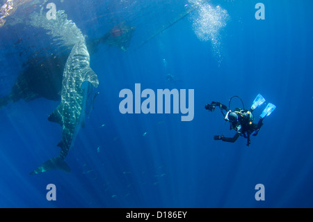 Diver emprunte un whaleshark, Rhincodon typus, autour d'un bateau de pêche traditionnel ou bagan, Cendrawasih Bay, Papouasie, Indonésie Banque D'Images