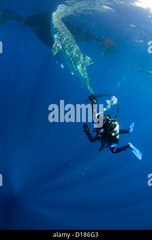 Diver emprunte un whaleshark, Rhincodon typus, autour d'un bateau de pêche traditionnel ou bagan, Cendrawasih Bay, Papouasie, Indonésie Banque D'Images