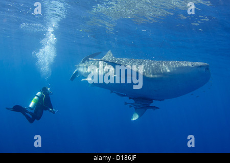 Diver emprunte un whaleshark, Rhincodon typus, autour d'un bateau de pêche traditionnel ou bagan, Cendrawasih Bay, Papouasie, Indonésie Banque D'Images