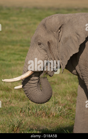 Dans l'éléphant d'Afrique, l'alimentation des marais-Close up Banque D'Images