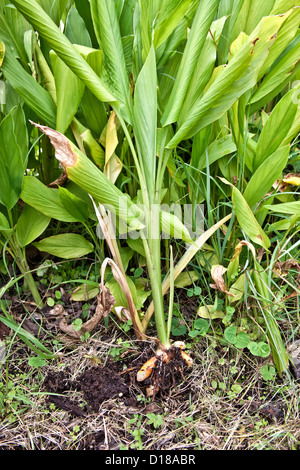 Curcuma longa growing in field. Banque D'Images