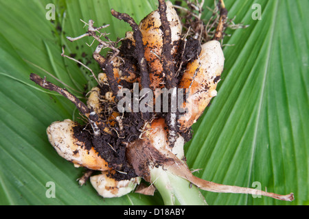 Récolté Curcuma longa rhizome. Banque D'Images