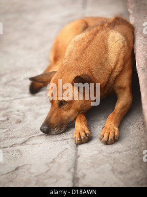 Les sans-abri le chien rouge reposant sur le trottoir Banque D'Images