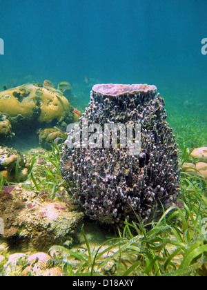 Éponge Xestospongia muta canon géant sur le fond de la mer des Caraïbes, Bocas del Toro, PANAMA Banque D'Images