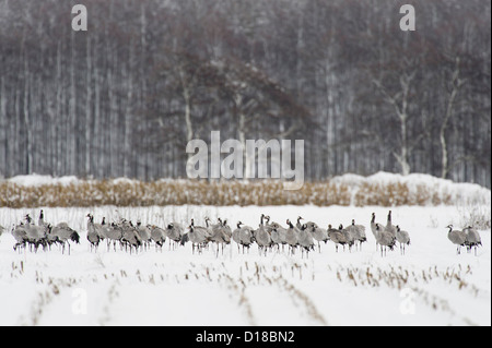 Grues cendrées (Grus grus) le champ couvert de neige, Niedersachsen, Allemagne Banque D'Images