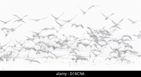 Grues cendrées (Grus grus), Niedersachsen, Allemagne Banque D'Images