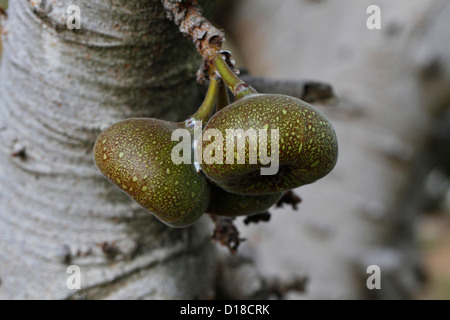 Fruits de Roxburgh Fig ou Ficus auriculata, Chine Banque D'Images