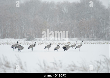 Grues cendrées (Grus grus) le champ couvert de neige, Niedersachsen, Allemagne Banque D'Images