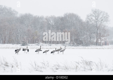 Grues cendrées (Grus grus) le champ couvert de neige, Niedersachsen, Allemagne Banque D'Images