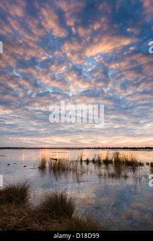 L'hiver dans la lande, diepholzer moorniederung goldenstedter moor,, Niedersachsen, Allemagne Banque D'Images