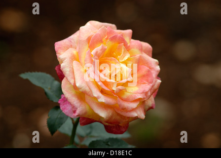 Beauté élégante- rose fleur dans le jardin d'Ooty, Tamil Nadu, Inde Banque D'Images