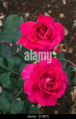 Rose fleurs dans le jardin d'Ooty, Tamil Nadu, Inde. Banque D'Images