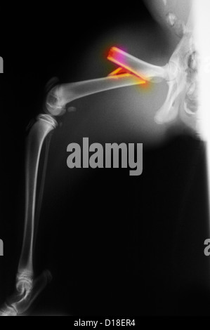 Radiographie d'un chat sauvage avec une fracture de fémur Banque D'Images