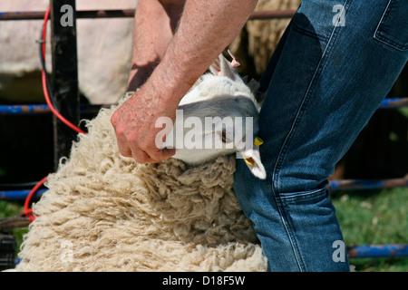 Tonte de moutons à un pays / La Foire Salon de l'agriculture. 12818 tenant la tête de mouton Banque D'Images